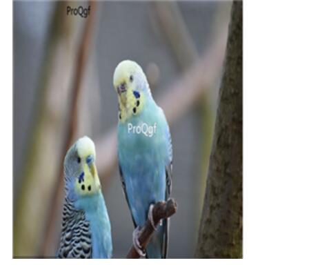 98usd Ngryise Melopsittacus undulatus