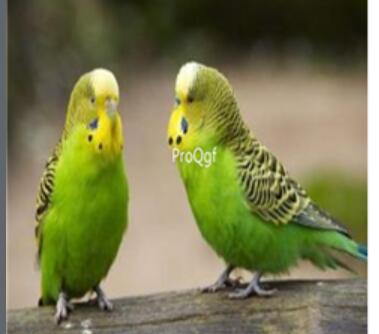 88usd Ngryise green tiger    Psittaciformes