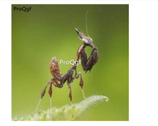 88usd Ngryise   Phyllocrania paradoxa