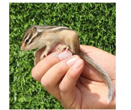 288usd Ngryise gold squirrel