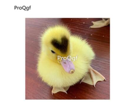 88usd Ngryise yellow duck