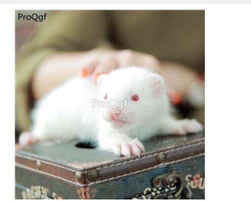 888usd Ngryise Mustela putorius furo