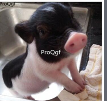 888usd Ngryise    fragrance pig