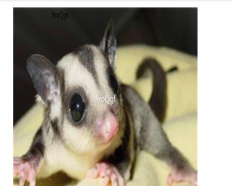 280usd Ngryise   Petaurus breviceps