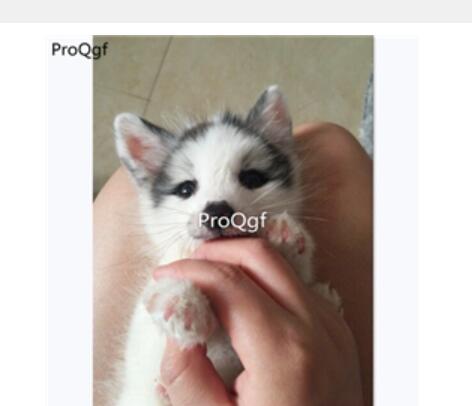 399usd Ngryise panda fox