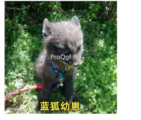 399usd Ngryise blue fox