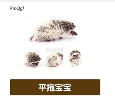 188usd Ngryise rare Erinaceinae