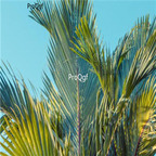 29usd Ngryise 100pcs Cyrtostachys Renda seed