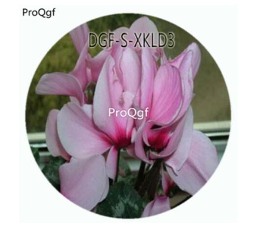 19usd Ngryise 100Pcs A Set Pink Color Cyclamen Persicum Flower Hot Seed DGF-S-XKLD3