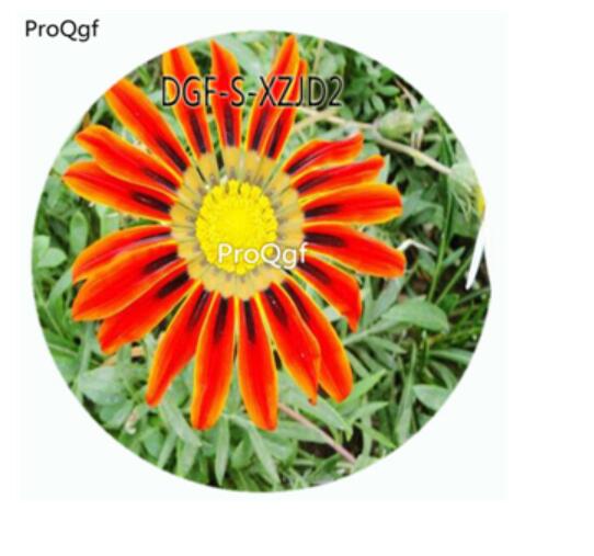 19usd Ngryise 100Pcs A Set Orange Color Gazania Rigens Flower Hot Seed DGF-S-XZJD2