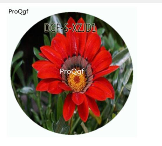 19usd Ngryise 100Pcs A Set Dark Red Color Gazania Rigens Flower Hot Seed DGF-S-XZJD1