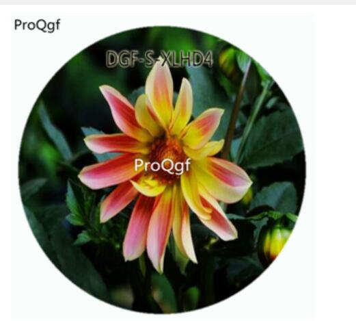 19usd Ngryise 100Pcs A Set Red Yellow Double Color Dahlia Pinnate Flower Hot Seed DGF-S-XLHD4