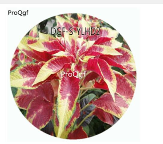 19usd Ngryise 100Pcs A Set Red Yellow Double Color Amaranthus Tricolor Flower Hot Seed DGF-S-YLHD2
