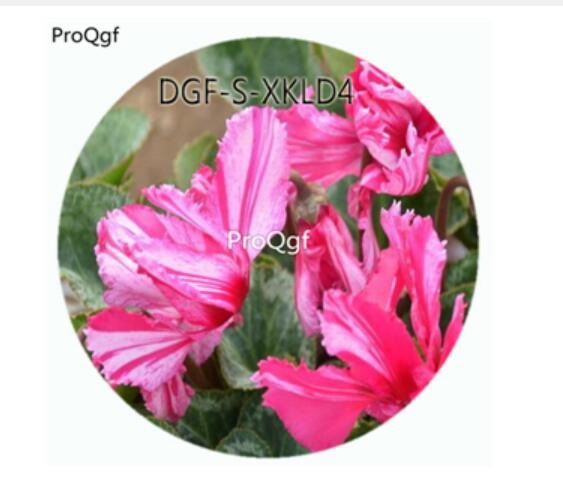 19usd Ngryise 100Pcs A Set Purple White Stripe Color Cyclamen Persicum Flower Hot Seed DGF-S-XKLD4