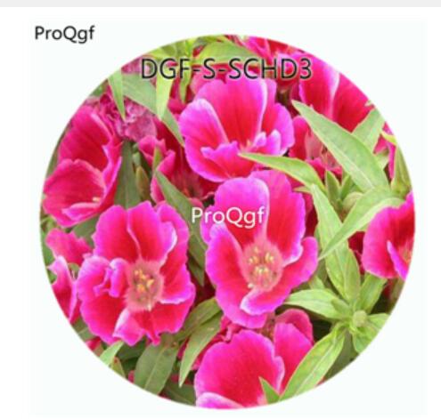 19usd Ngryise 100Pcs A Set Purple Color Godetia Amoena Don Flower Hot Seed DGF-S-SCHD3