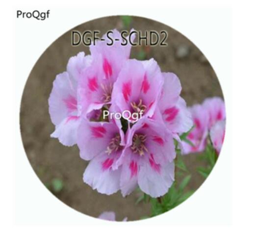 19usd Ngryise 100Pcs A Set Pink Color Godetia Amoena Don Flower Hot Seed DGF-S-SCHD2
