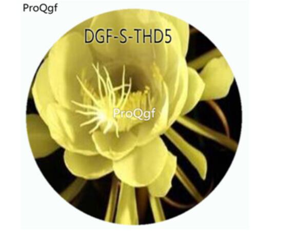 19usd Ngryise 3000Pcs A Set Yellow Color Epiphyllum Oxypetalum Flower Hot Seed DGF-S-THD5