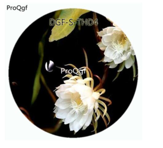 19usd Ngryise 3000Pcs A Set White Color Epiphyllum Oxypetalum Flower Hot Seed DGF-S-THD4