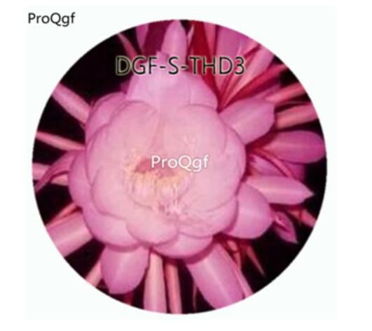 19usd Ngryise 3000Pcs A Set Pink Color Epiphyllum Oxypetalum Flower Hot Seed DGF-S-THD3