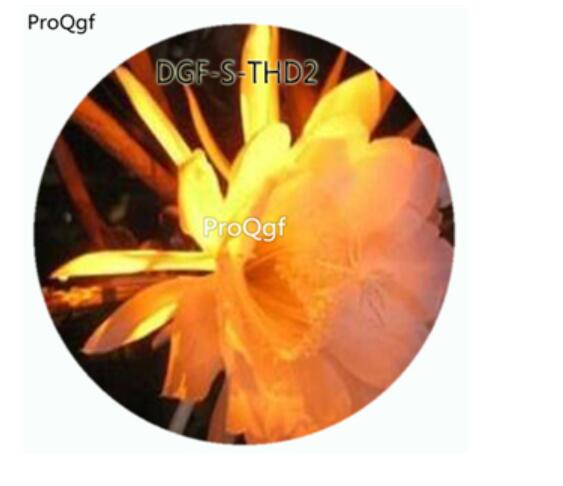 19usd Ngryise 3000Pcs A Set Orange Color Epiphyllum Oxypetalum Flower Hot Seed DGF-S-THD2