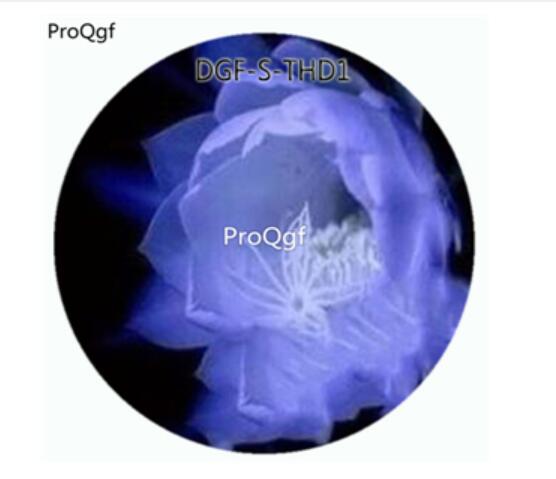 19usd Ngryise 3000Pcs A Set Blue Color Epiphyllum Oxypetalum Flower Hot Seed DGF-S-THD1