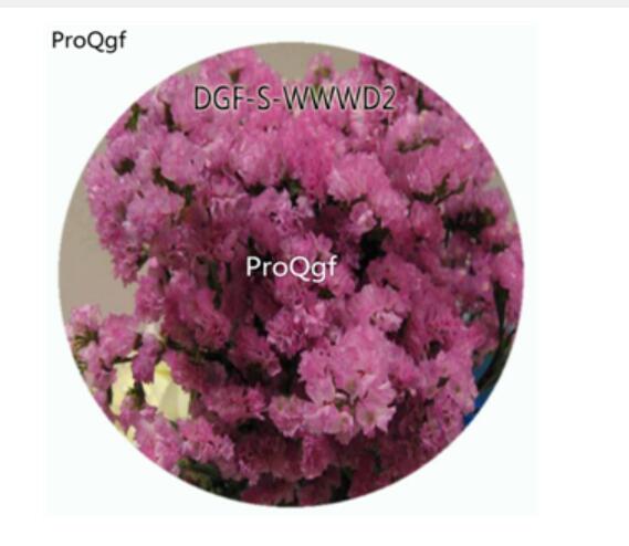 19usd Ngryise 500Pcs A Set Purple Color Myosotis Sylvatica Flower Hot Seed DGF-S-WWWD2