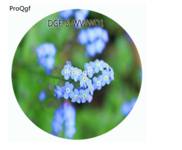 19usd Ngryise 500Pcs A Set Blue Color Myosotis Sylvatica Flower Hot Seed DGF-S-WWWD1