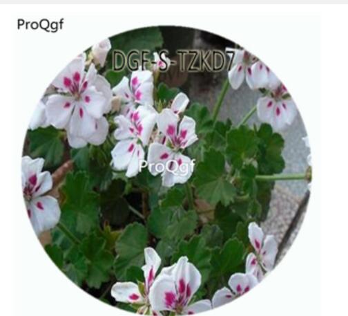 19usd Ngryise 300Pcs A Set White Splash Pelargonium Hortorum Flower Hot Seed DGF-S-TZKD7