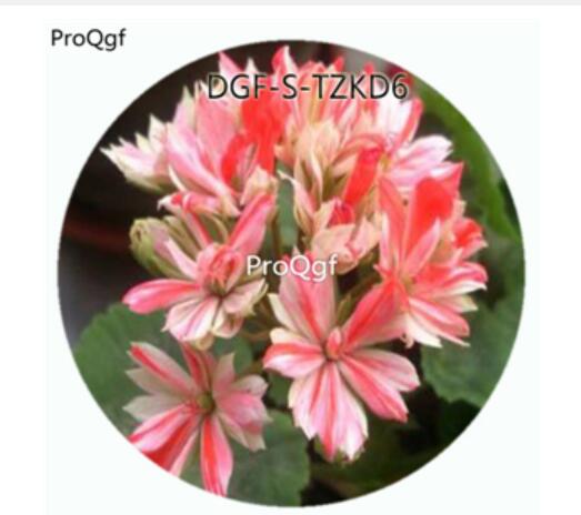 19usd Ngryise 300Pcs A Set Switzerland Angel Eye Pelargonium Hortorum Flower Hot Seed DGF-S-TZKD6