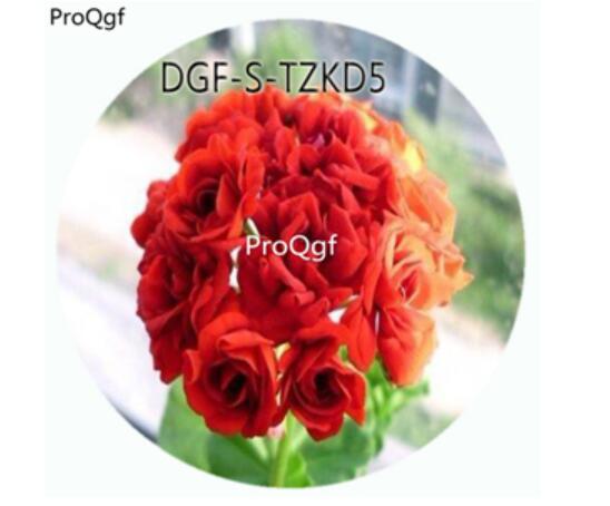 19usd Ngryise 300Pcs A Set Scarlet Rosebud Pelargonium Hortorum Flower Hot Seed DGF-S-TZKD5