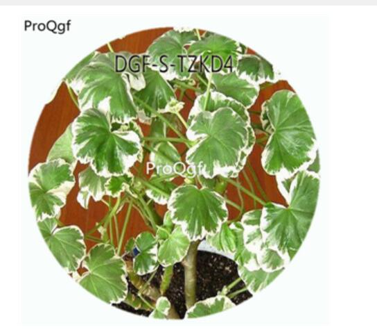 19usd Ngryi300Pcs A Set Pelargonium hortorum Bailey Pelargonium Hortorum Flower Hot Seed DGF-S-TZKD4