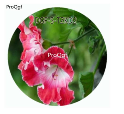 19usd Ngryise 300Pcs A Set Lijiang Pelargonium Hortorum Flower Hot Seed DGF-S-TZKD2