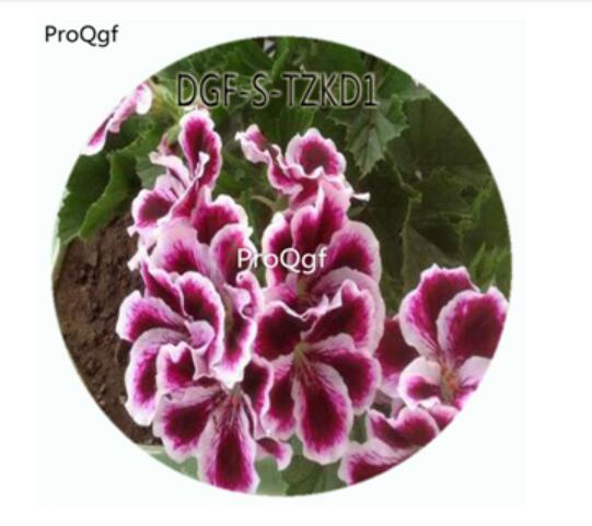 19usd Ngryise 300Pcs A Set Elegance imperial Pelargonium Hortorum Flower Hot Seed DGF-S-TZKD1