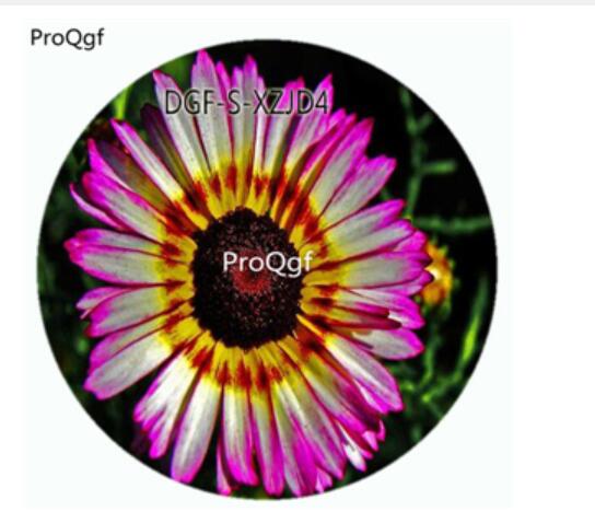 19usd Ngryise 100Pcs A Set White With Purple Edge Color Gazania Rigens Flower Hot Seed DGF-S-XZJD4