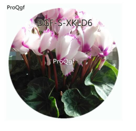 19usd Ngryise100Pcs A Set White With Purple Edge Color Cyclamen Persicum Flower Hot Seed DGF-S-XKLD6