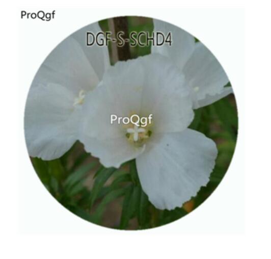 19usd Ngryise 100Pcs A Set White Color Godetia Amoena Don Flower Hot Seed DGF-S-SCHD4
