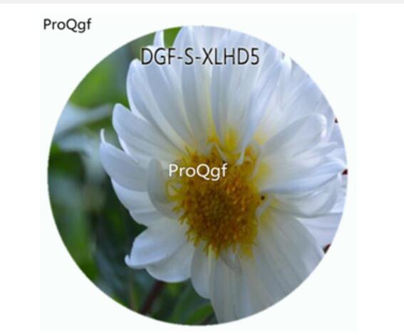 19usd Ngryise 100Pcs A Set White Color Dahlia Pinnate Flower Hot Seed DGF-S-XLHD5