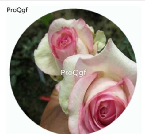 29usd Ngryise 500Pcs A Set Antike Kordana Rosa Chinensis Flower Hot Seed DGF-S-YJHD009