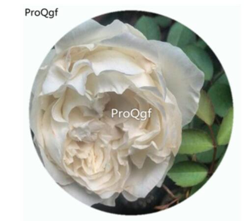 29usd Ngryise 500Pcs A Set All four Pure Rosa Chinensis Flower Hot Seed DGF-S-YJHD006