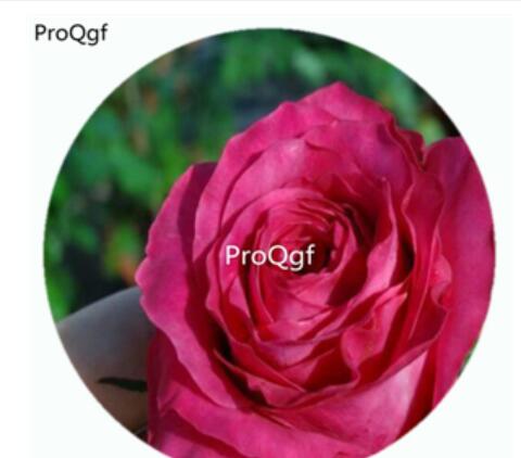 29usd Ngryise 500Pcs A Set all 4 love Rosa Chinensis Flower Hot Seed DGF-S-YJHD004