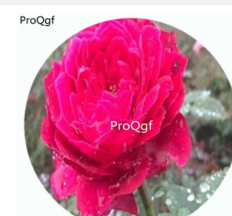 29usd Ngryise 500Pcs A Set Accademia Rosa Chinensis Flower Hot Seed DGF-S-YJHD003