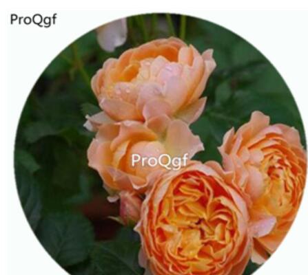 29usd Ngryise 500Pcs A Set Abricot Terrazza Rosa Chinensis Flower Hot Seed DGF-S-YJHD002