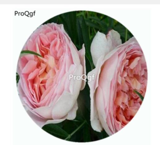 29usd Ngryise 500Pcs A Set Abraham Darby Rosa Chinensis Flower Hot Seed DGF-S-YJHD001