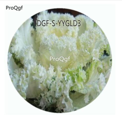 29usd Ngryise 100Pcs A Set White Color Brassica Oleracea Flower Hot Seed DGF-S-YYGLD3