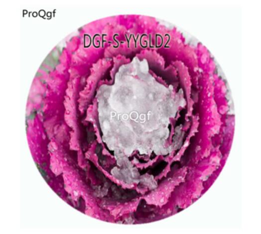 29usd Ngryise 100Pcs A Set Purple Color Brassica Oleracea Flower Hot Seed DGF-S-YYGLD2