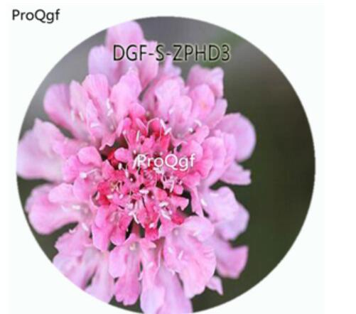29usd Ngryise 100Pcs A Set Pink Color Scabiosa Atropurpurea Flower Hot Seed DGF-S-ZPHD3
