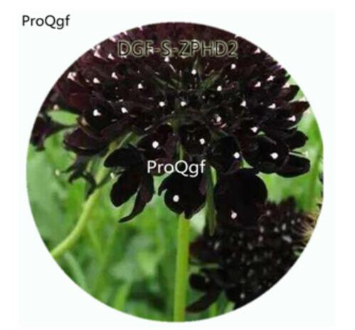 29usd Ngryise 100Pcs A Set Brown Color Scabiosa Atropurpurea Flower Hot Seed DGF-S-ZPHD2