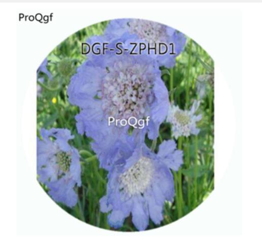 29usd Ngryise 100Pcs A Set Blue Color Scabiosa Atropurpurea Flower Hot Seed DGF-S-ZPHD1