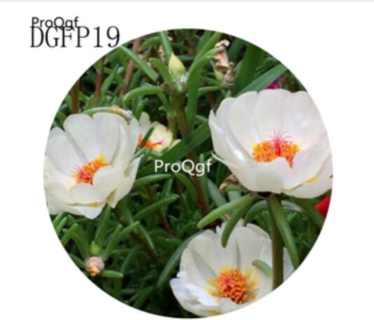 16usd Ngryise 6000Pcs A Set pure white Lampranthus Tenuifolius Flower Seed Hot