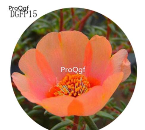 16usd Ngryise 6000Pcs A Set gorgeous champagne Lampranthus Tenuifolius Flower Seed Hot
